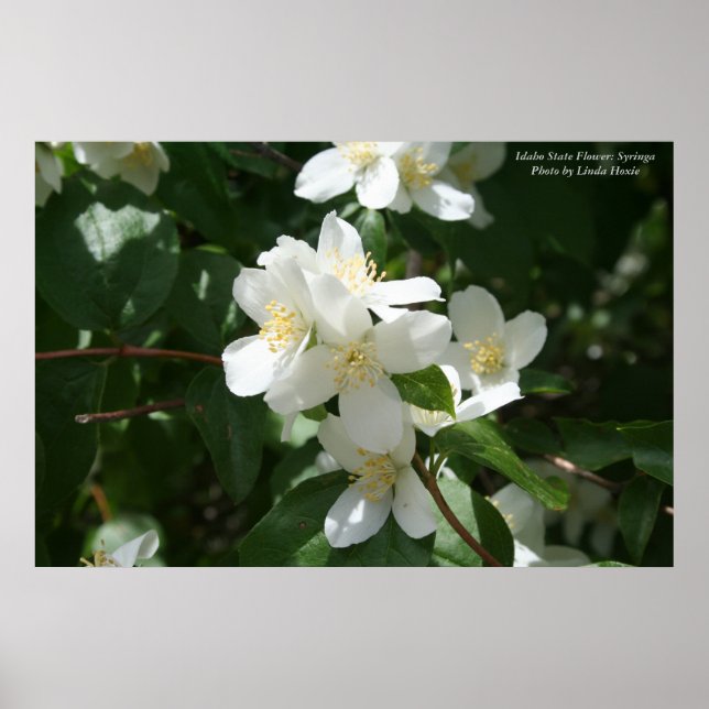 Idaho State Flower: Syringa Poster (Front)