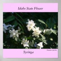 Idaho State Flower, the Syringa