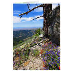 Idaho Wild Flowers