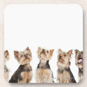 Identical dogs sitting together coaster
