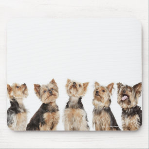Identical dogs sitting together mouse mat