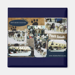 Iditarod 2010 magnet