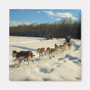 Iditarod Trail Sled Dog Race Magnet