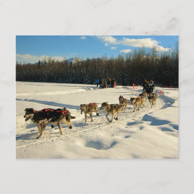 Iditarod Trail Sled Dog Race Postcard (Front)
