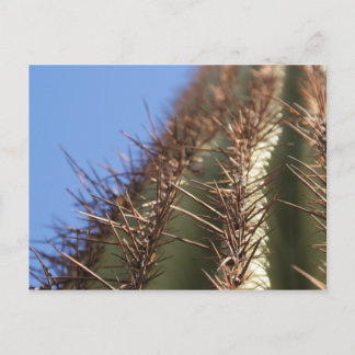 IDKP Thorny cactus post card