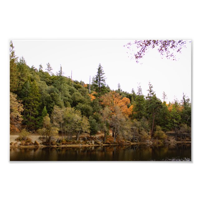 Idyllwild Pine - Cove Photo Print (Front)