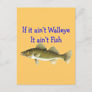 if it aint walleye aint fish postcard