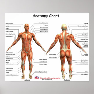 IFA Anatomy Chart