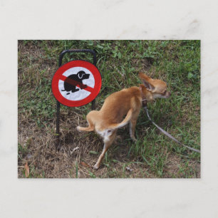 Ignorance Is Bliss Postcard