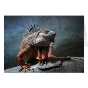 Iguana