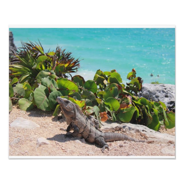 Iguana and turquoise sea photo print (Front)