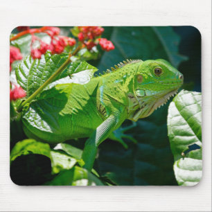 Iguana, Animal, Nature Mouse Mat