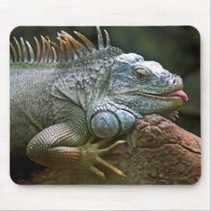 iguana, animal, wildlife mouse mat