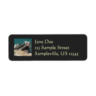 Iguana at St. Thomas