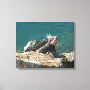 Iguana at St. Thomas Canvas Print