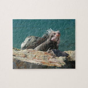 Iguana at St. Thomas Jigsaw Puzzle