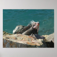 Iguana at St. Thomas