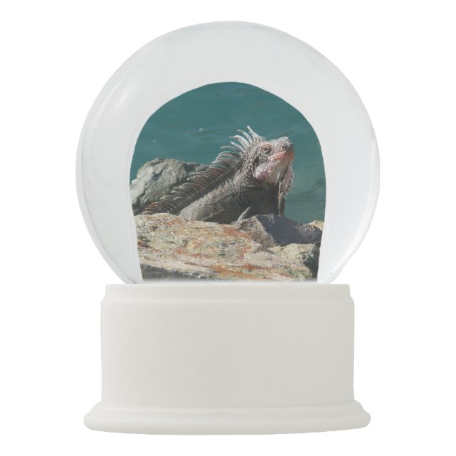 Iguana at St. Thomas Snow Globe (Front)
