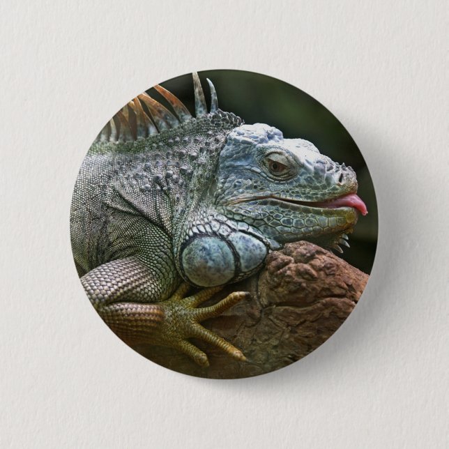Iguana buttons (Front)