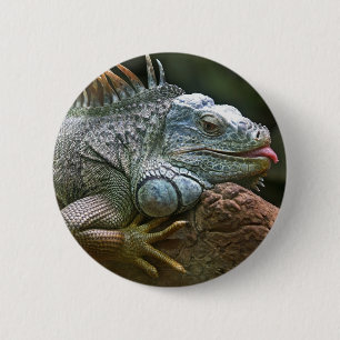 Iguana buttons