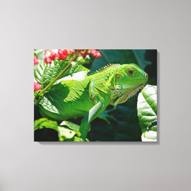 Iguana Canvas Print (Front)