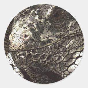 Iguana Classic Round Sticker