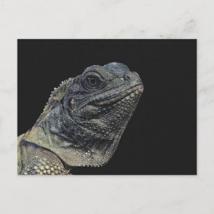Iguana Close-Up Postcard