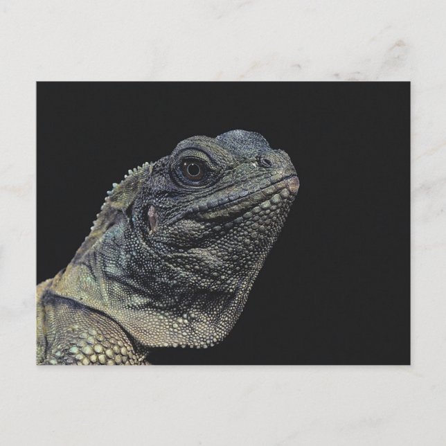 Iguana Close-Up Postcard (Front)