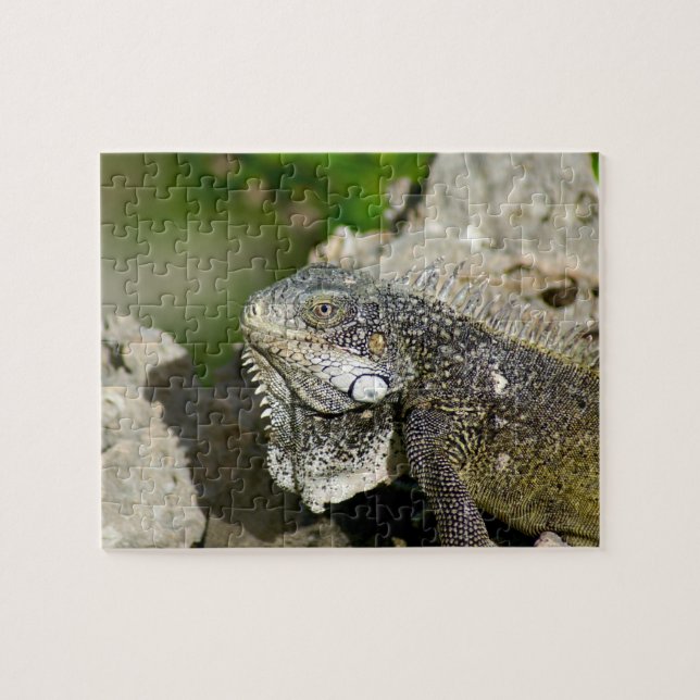Iguana, Curacao, Caribbean islands, Photo Jigsaw Puzzle (Horizontal)