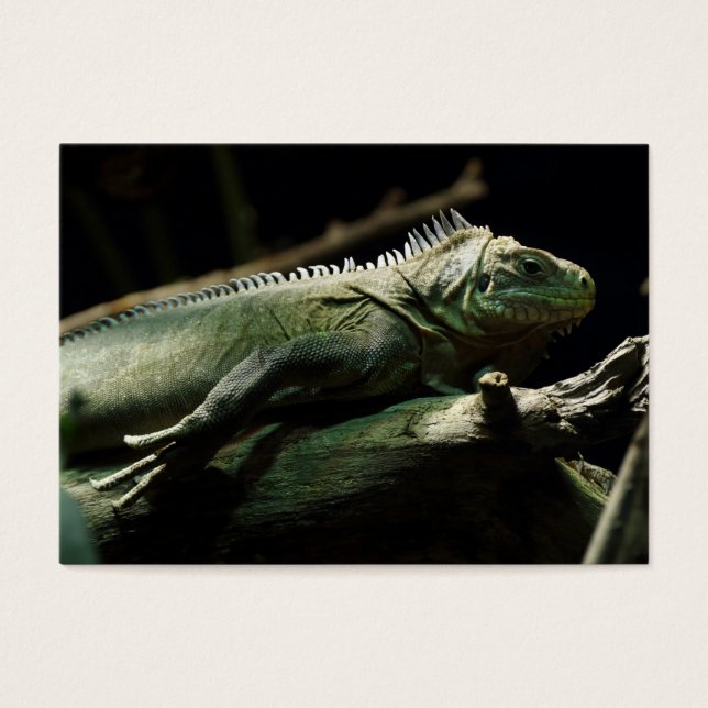 Iguana delicatissima (Front)