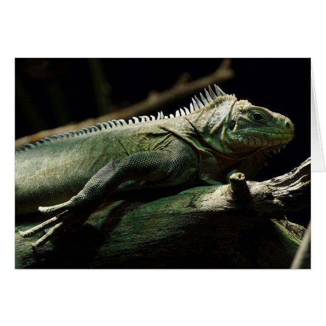 Iguana delicatissima (Front Horizontal)