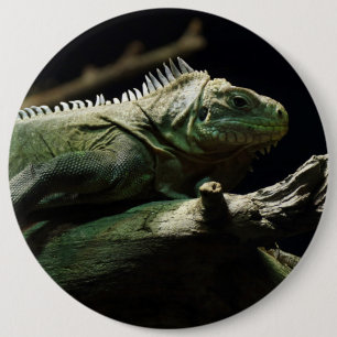 Iguana delicatissima 6 cm round badge
