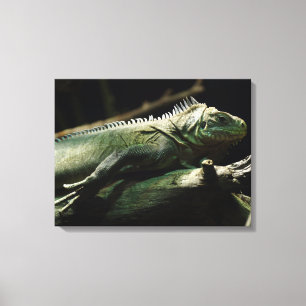 Iguana delicatissima canvas print