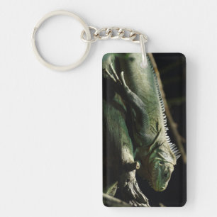 Iguana delicatissima key ring