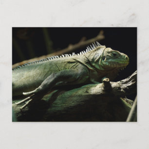 Iguana delicatissima postcard