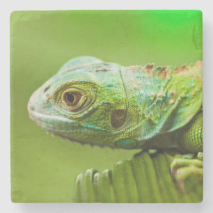 Iguana in the Wild Stone Coaster