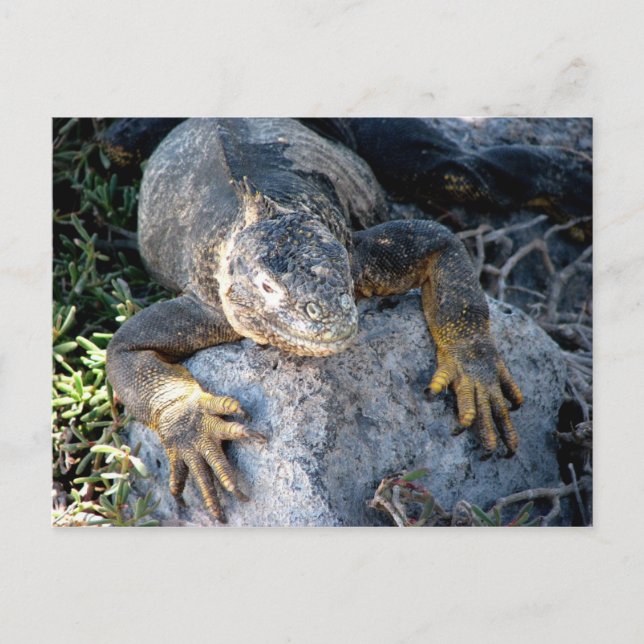 Iguana, Islas las Plazas, Galapagos Postcard (Front)