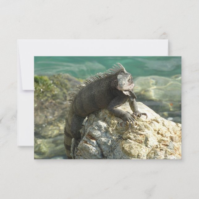 Iguana on the Rocks at St. Thomas (Front)