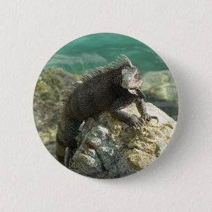 Iguana on the Rocks at St. Thomas 6 Cm Round Badge
