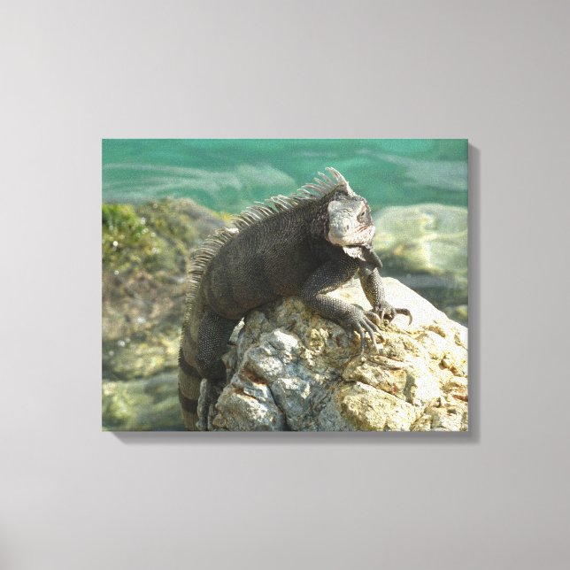 Iguana on the Rocks at St. Thomas Canvas Print (Front)