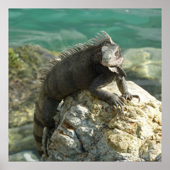 Iguana on the Rocks at St. Thomas Poster (Front)