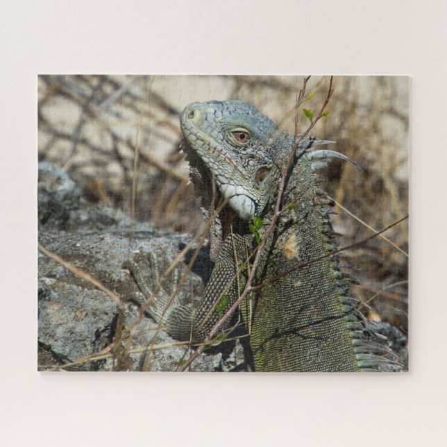 Iguana Posing on Rock for Camera Jigsaw Puzzle (Horizontal)