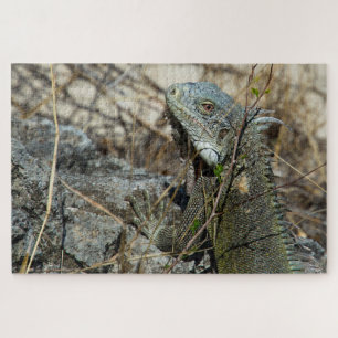 Iguana Posing on Rock for Camera Jigsaw Puzzle