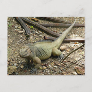 Iguana Postcard