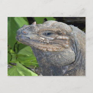 Iguana Postcard