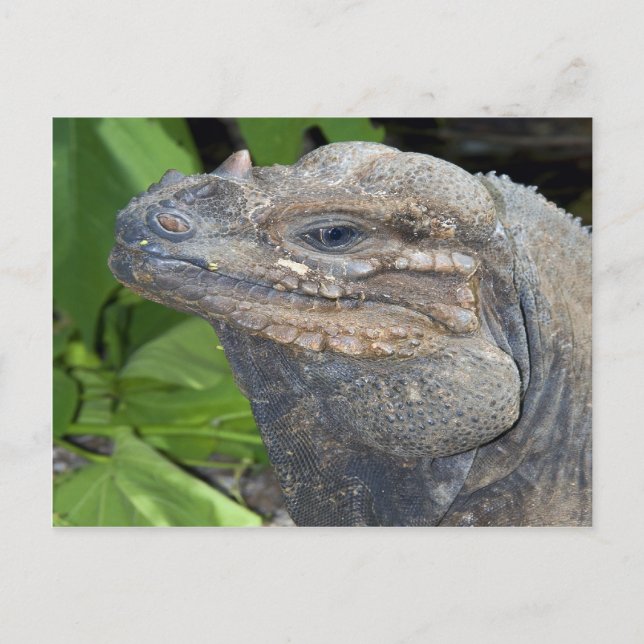 Iguana Postcard (Front)