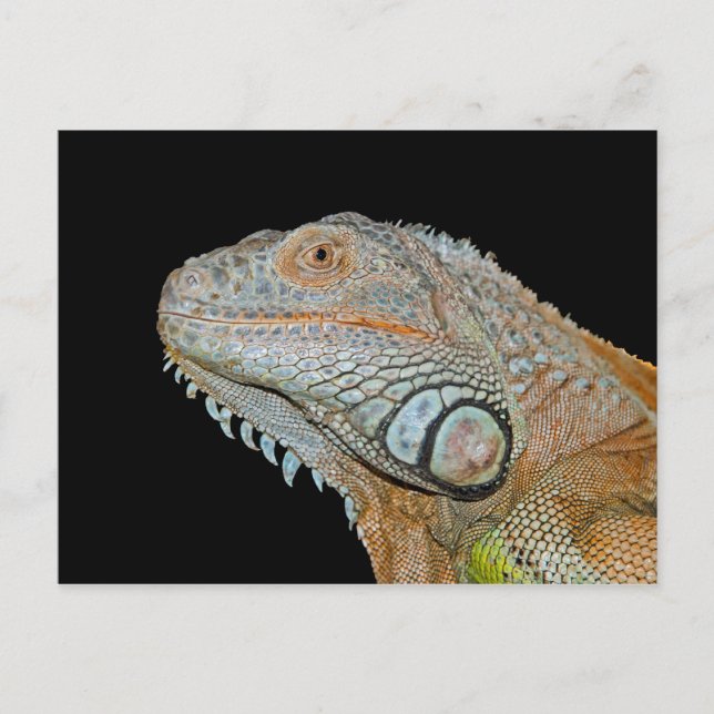 IGUANA POSTCARD (Front)