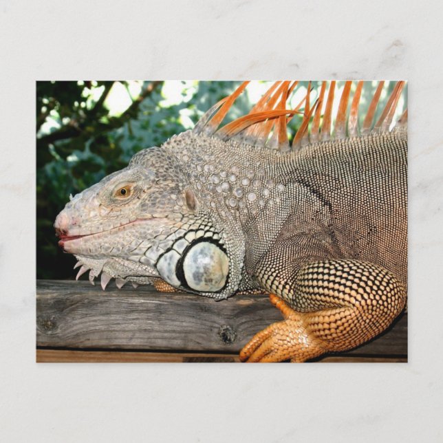 Iguana Postcard (Front)