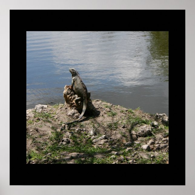 Iguana Poster (Front)