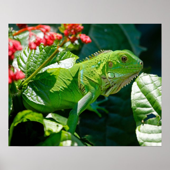 Iguana Poster (Front)